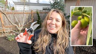 How to Prune Fig Trees ️ In The Garden With Claudia