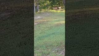 Early Morning Visitors On The Homestead