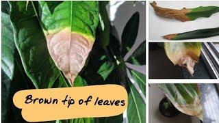 Plants care#2 | Why tip of leaves are turning brown? | biosphereflora |  series 2