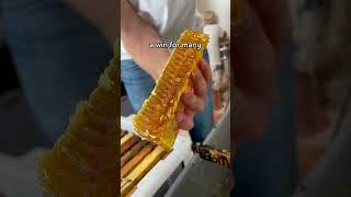 It doesn't get better than this! #shorts #beekeeping #honey #honeycomb #beekeeper #honeybees #bees