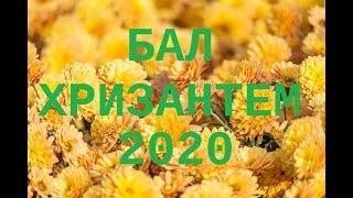 Бал хризантем 2020  Ялта, Никитский сад  от Андрея Никитского