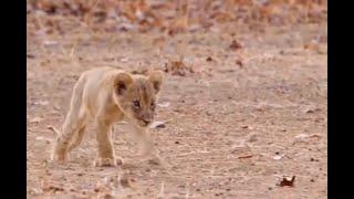 Lioness ignores her injured cub misfit, won't feed him