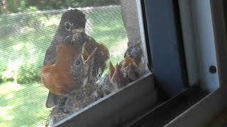 Babyrobins6/26/19