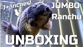 JUMBO RANCHU UNBOXING - New Goldfish unboxing