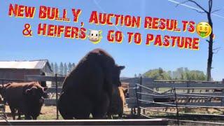 New Angus BULL meets the  HEIFERS, & beef CATTLE auction results!