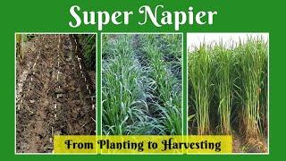 Super Napier from Planting to Harvesting / Super Napier stems for sale in Tamil Nadu @ 9790987145