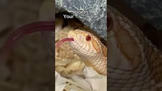 YOUR MONTH YOUR FINGIES PART 2  #reptile #animal #snake