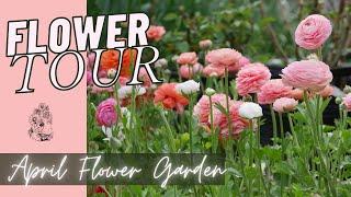 LAST FLOWER GARDEN TOUR BEFORE SUMMER CHANGEOVER: Backyard Tulips, Daffodils, and Ranunculus
