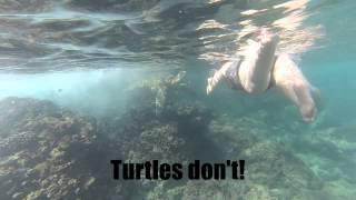 Touching turtles is Rude