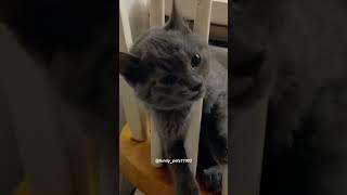 Funny Pets | 2025  Funny Dogs And Funny Cats Videos    #197