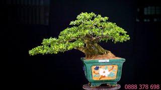 Thọ Bonsai - Số 301 ĐÃ BÁN - Linh Sam đế khủng giá từ 5tr