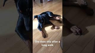 German Pinscher Puppy Sunbathing After Walk | Adorable Relaxation Moment