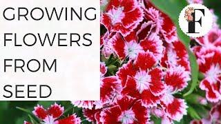 Growing Flowers from Seed - Direct Sowing Summer Annual Flowers for the Cut Flower Garden