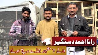 Giving 7 Pairs Of Famous Pigeons | love birds