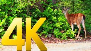Best Amazing And Beautiful Deer 2021 | vmex official | #short