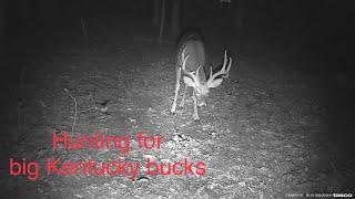 HUNTING FOR BIG KENTUCKY BUCKS