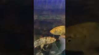 fishlover#malayalam#Dhiyazzz world