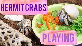 My Hermit Crabs Playing | Hermit Crab Playtime Climbing & Exploring | Lori's Hartland