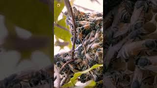 Buzzing Bee Colony in a Tree | Close-Up with Soothing Bee Sounds