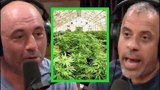 Joe Rogan - Larry Sharpe "Regulating Marijuana Means Big Business Wins"