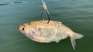 How to Catch Shad and Turn Them Into Catfish