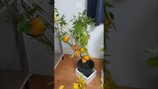 방 안에서 재배한 귤 수확!!ㅣHarvesting tangerines grown indoors!!Citrus Trees