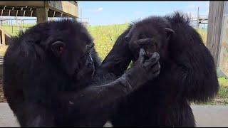 Tonka at Save the Chimps