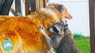 This Racoon Has A Dog As His Bro | Cuddle Buddies