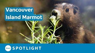 Photographing The World's Rarest Marmot