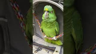 Bad Boys Bird || ViralHog