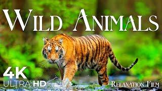 Wild Animals 4K - Wildlife Relaxation Film with Peaceful Relaxing Music - Video Ultra HD