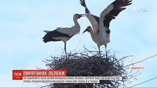 На Закарпатті небайдужі виходили самку лелеки, партнер якої загинув під час грози