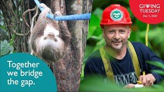 Sloth Crossings | The Sloth Conservation Foundation