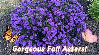 Fabulous Fall Asters: Tour & Grow Guide!