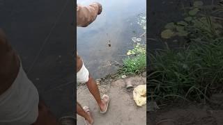 Fish feed is made by mixing 15 types of things #riverfishing #fishingtechniques #fishfood