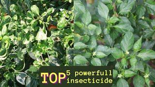 Chilli special Top 5 powerfull insecticides