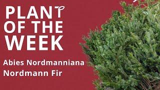 Nordmann Fir Christmas Trees – Abies Nordmanniana