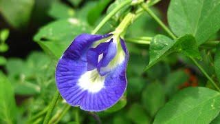 Clitoria ternatea, Asian pigeonwings, bluebellvine, blue pea, butterfly pea, cordofan pea plants