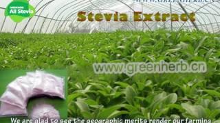 Greenherb PLANT EXTRACT Stevia Industry