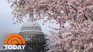 Whose idea was it to bring cherry blossoms to DC?