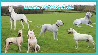 Raças de Cães: Dogo Argentino! #cachorro #cachorros #cão #cao #cães #caes #caesdetrabalho #canil