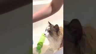 Washing my ragdoll for a show - cat grooming tutorial ASMR  - Tony and Muffin’s World️