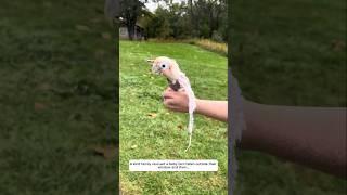 A kind family rescued a baby bird fallen outside their window and then...