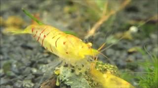 SHRIMP Talk -  red stripes