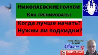 Николаевские голуби? Как тренировать ? Когда лучше начать? Нужны ли подкидки?