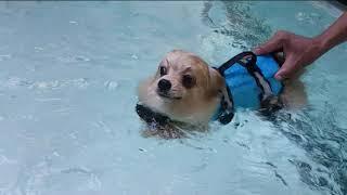 【Pet's Swimming Pool】Champion the Pomeranian & Bubu the Poodle