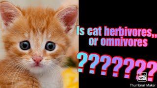 IS cat a herbivores animal or  omnivores?