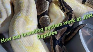 The breeding process here at JDH Reptiles - How/when we pair.