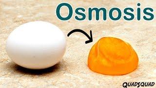 Eggs and Osmosis - A Fun Science Experiment