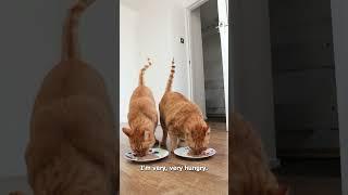 Tiggie & Porty The Six Eccentrics 2023 Funny animals 2023 Funny cats #funny #reels #shorts #pets